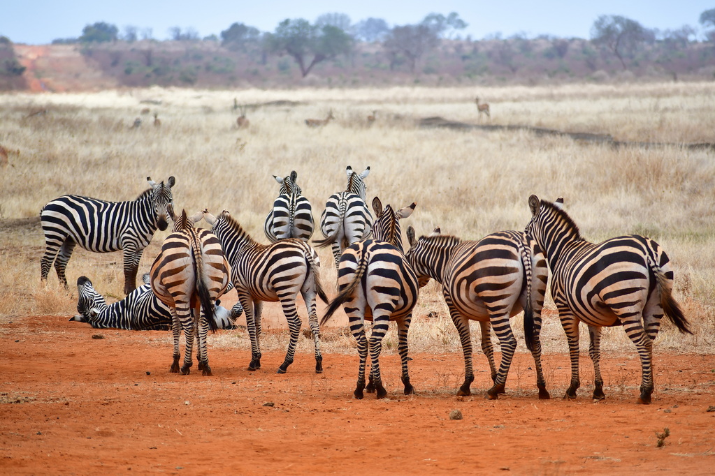 Tsavo East National Park